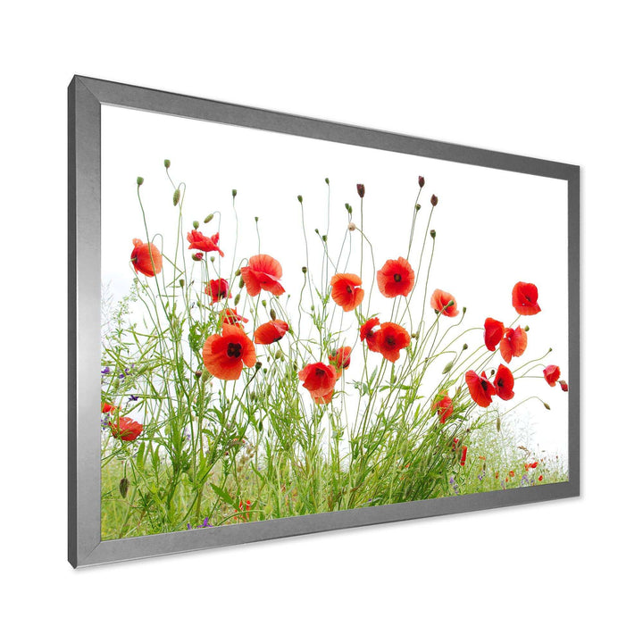 Poppies on White Background