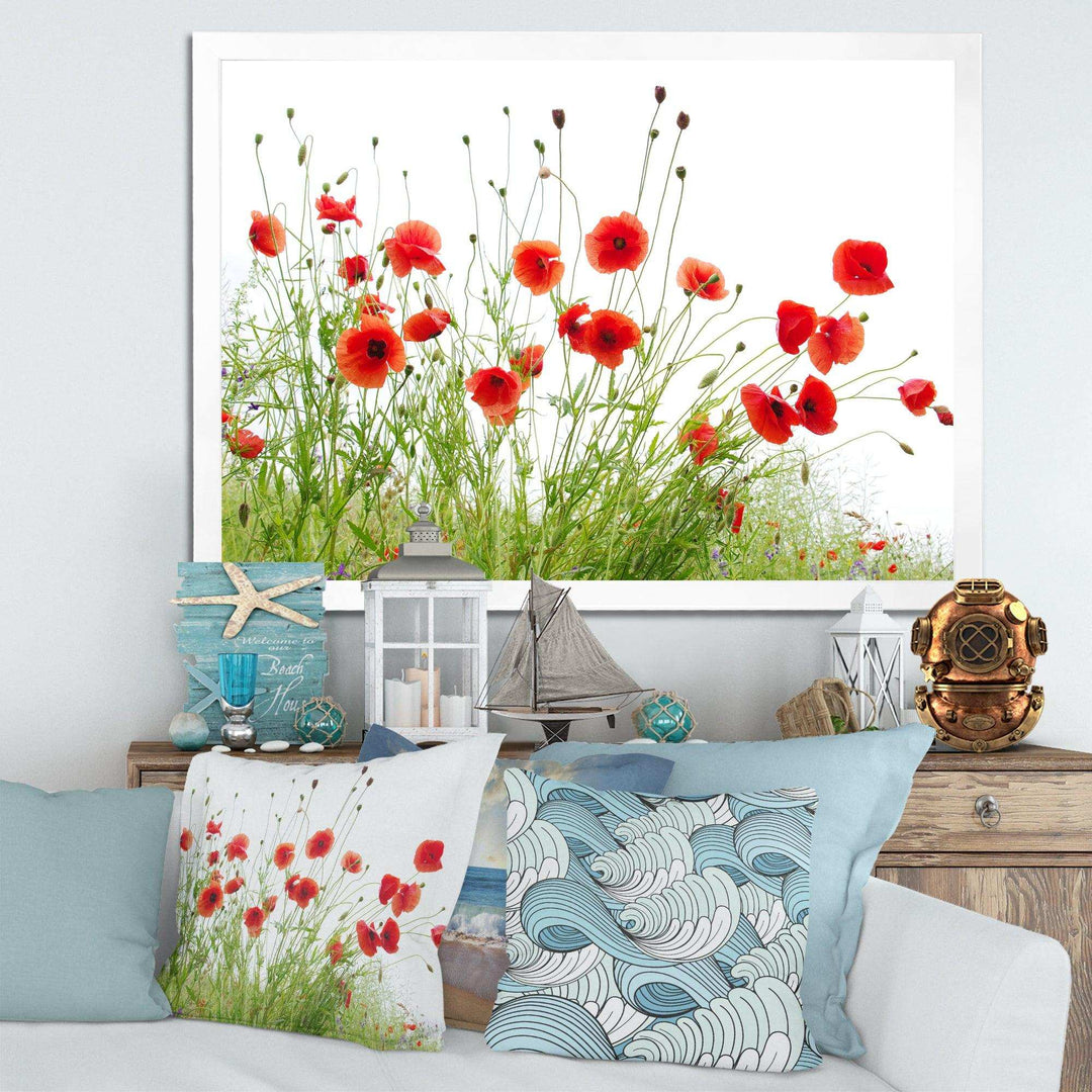 Poppies on White Background