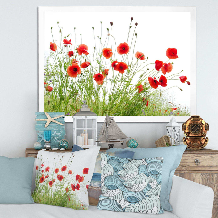 Poppies on White Background