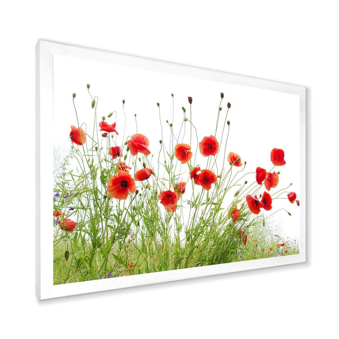 Poppies on White Background