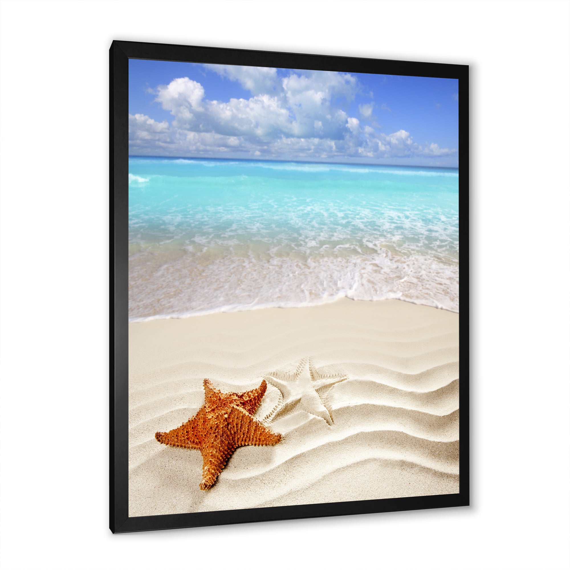 Brown Starfish on Caribbean Beach