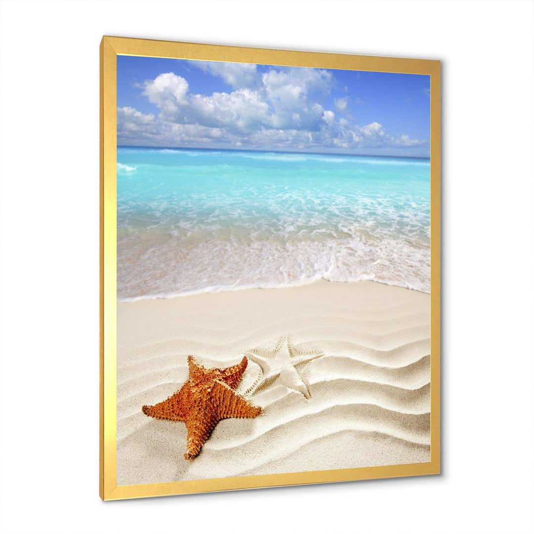 Brown Starfish on Caribbean Beach