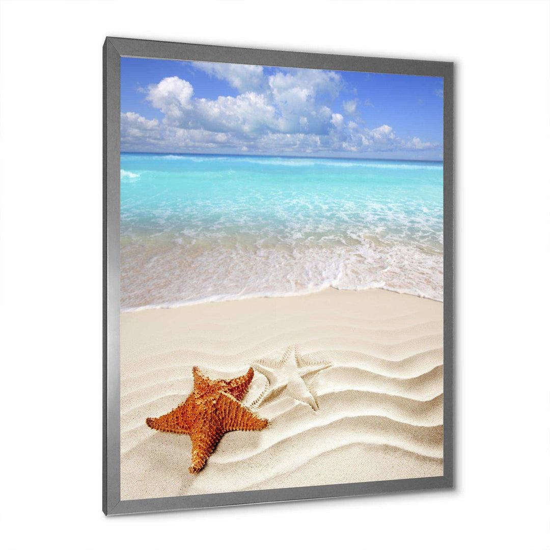 Brown Starfish on Caribbean Beach