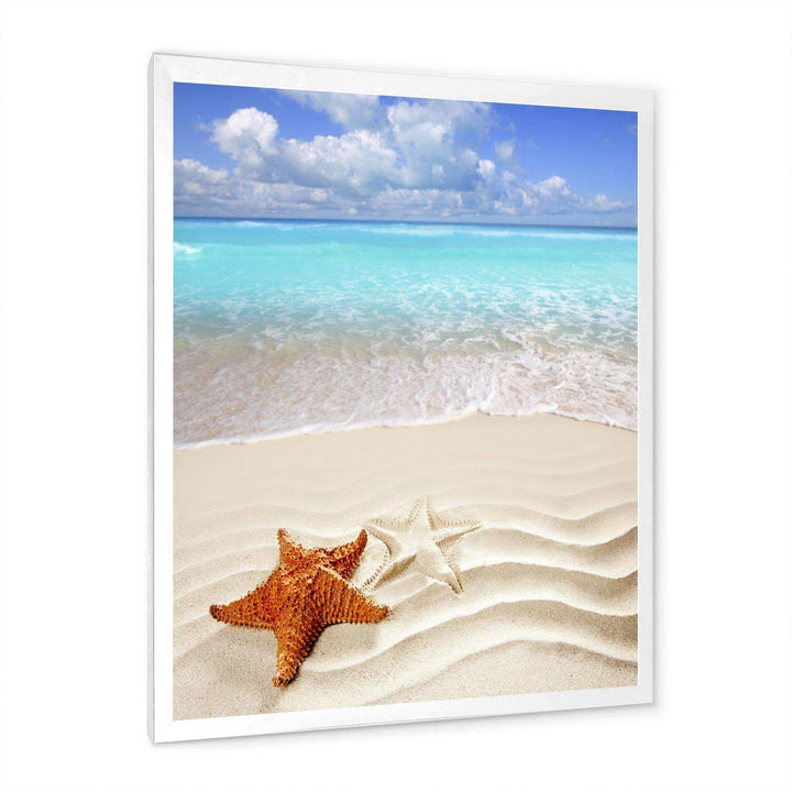 Brown Starfish on Caribbean Beach