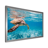 Large Hawksbill Sea Turtle
