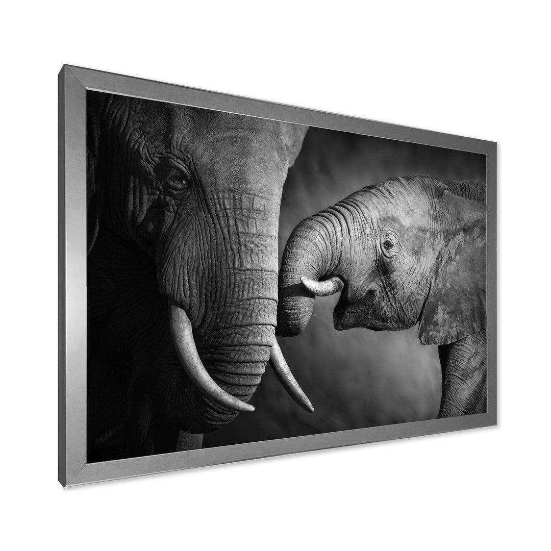 Elephants Showing Affection