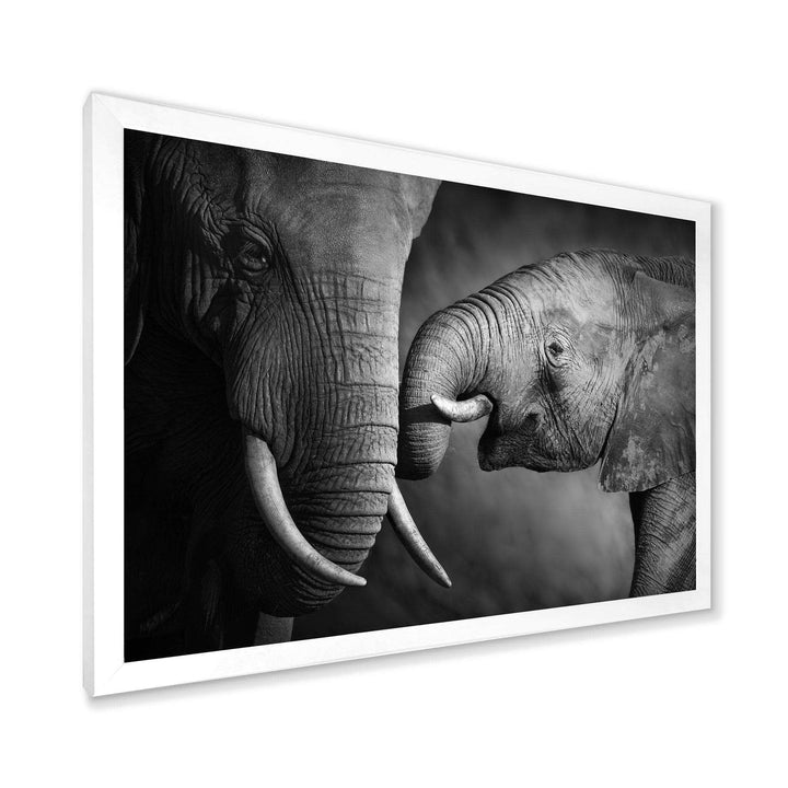 Elephants Showing Affection