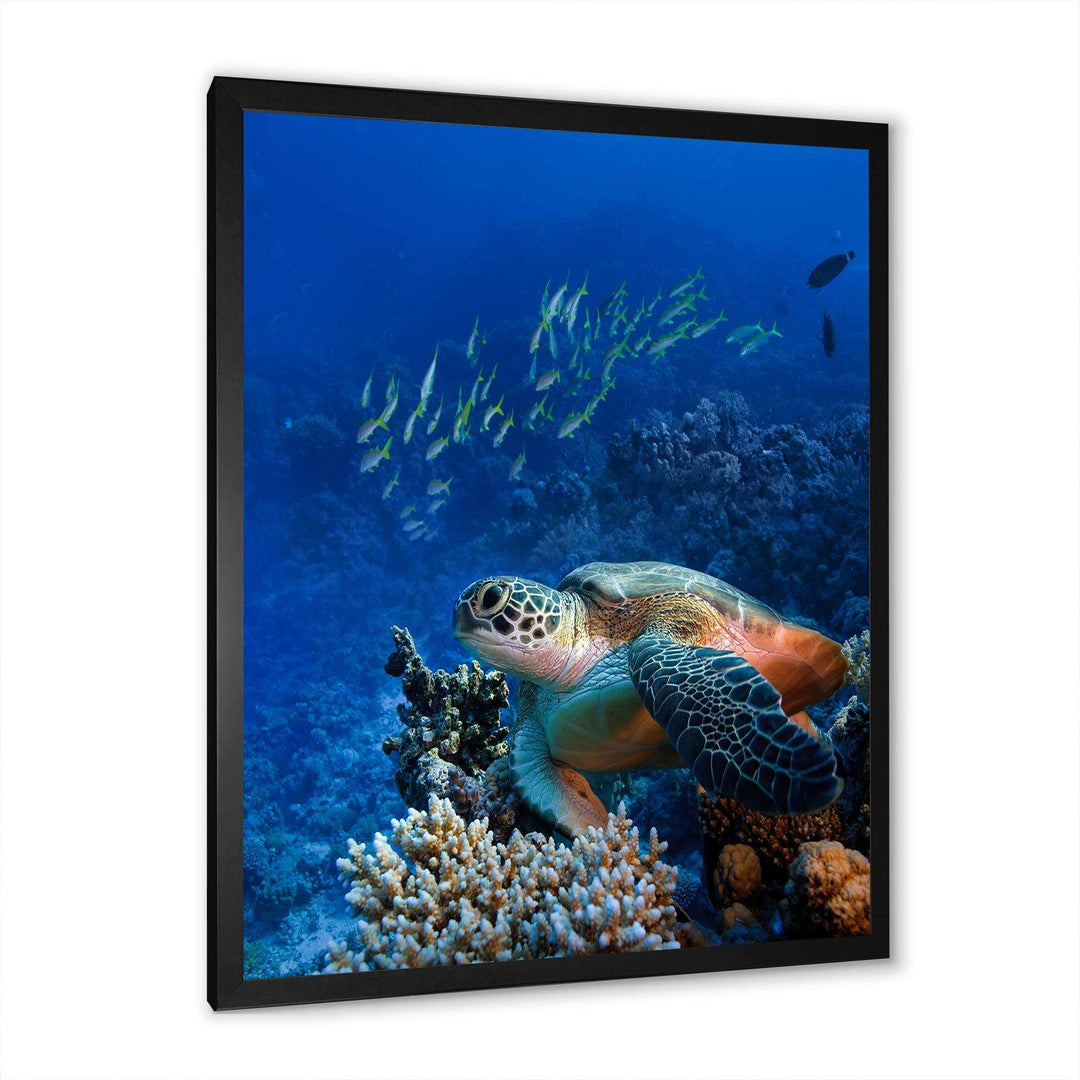Large Sea Turtle underwater