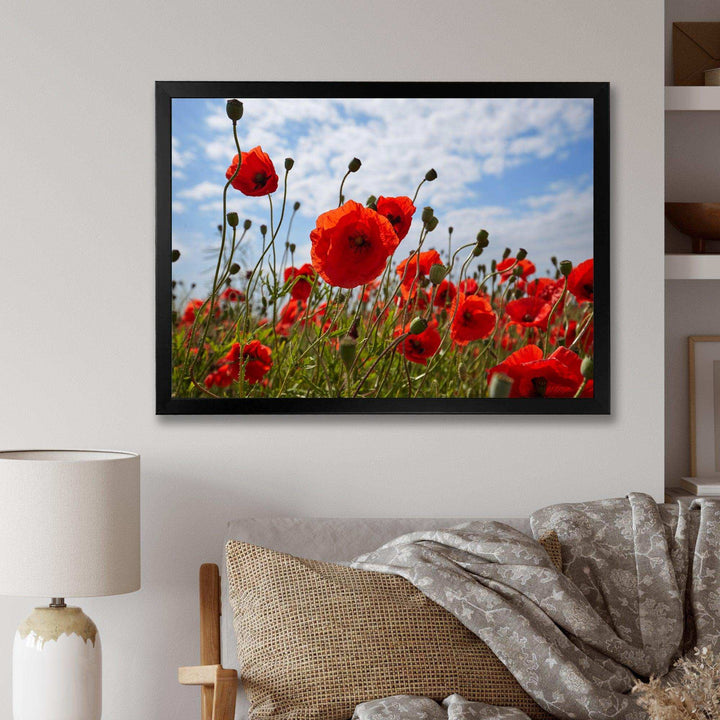 Bright Red Poppy Flowers Photo