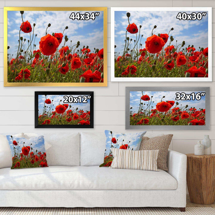 Bright Red Poppy Flowers Photo
