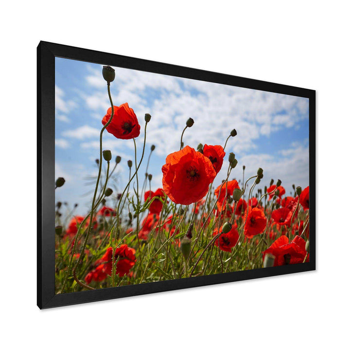 Bright Red Poppy Flowers Photo