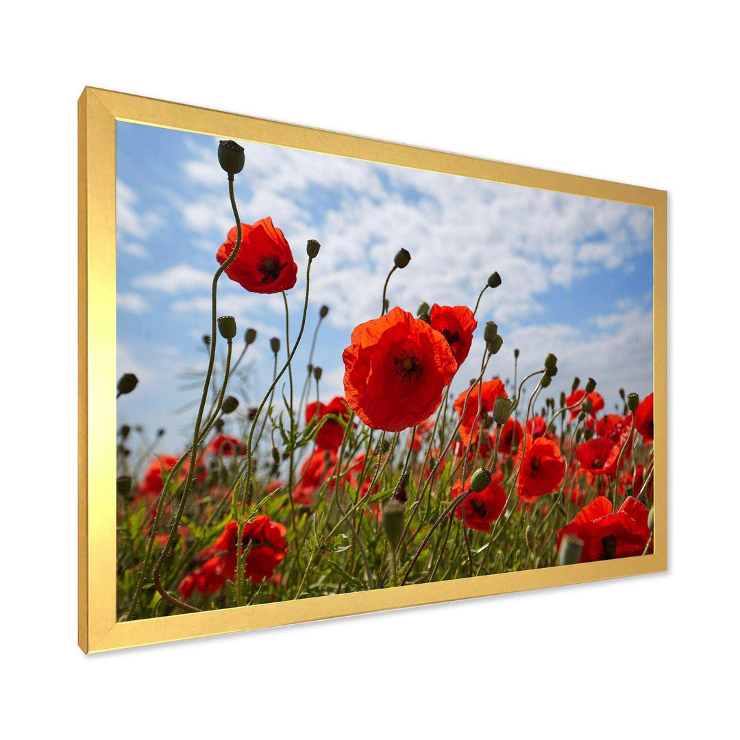 Bright Red Poppy Flowers Photo