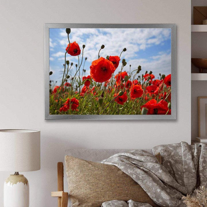 Bright Red Poppy Flowers Photo