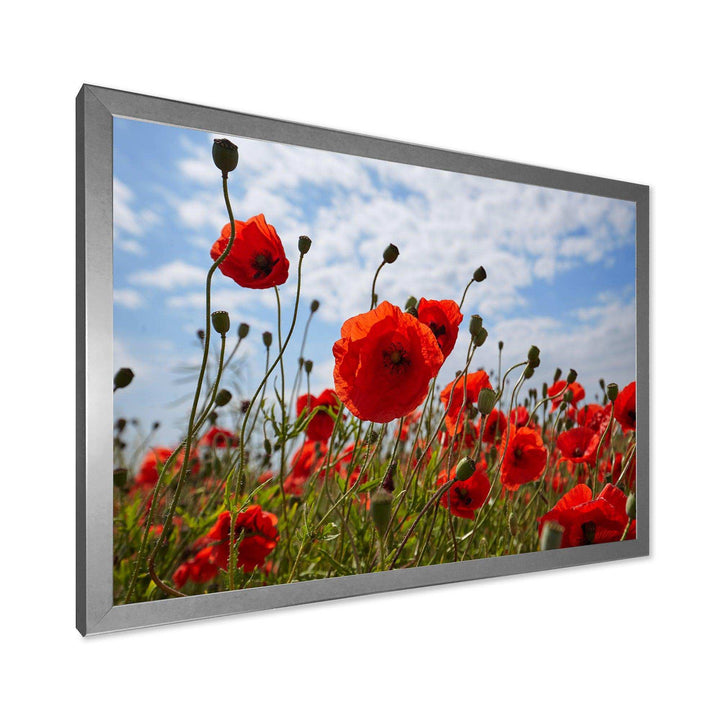 Bright Red Poppy Flowers Photo