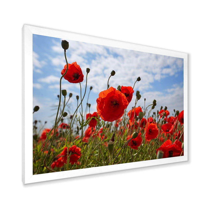 Bright Red Poppy Flowers Photo