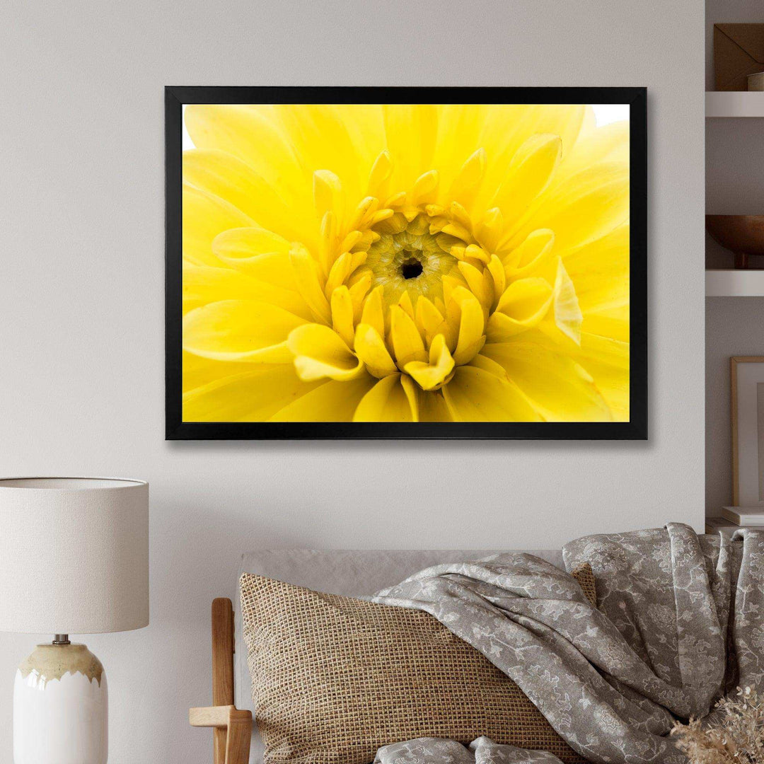 Yellow Chrysanthemum Gold Flower