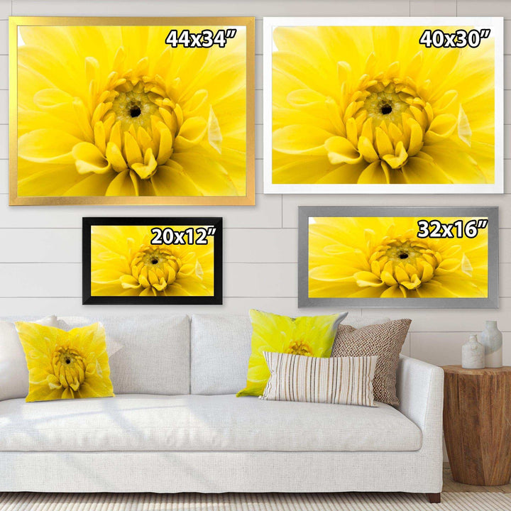Yellow Chrysanthemum Gold Flower