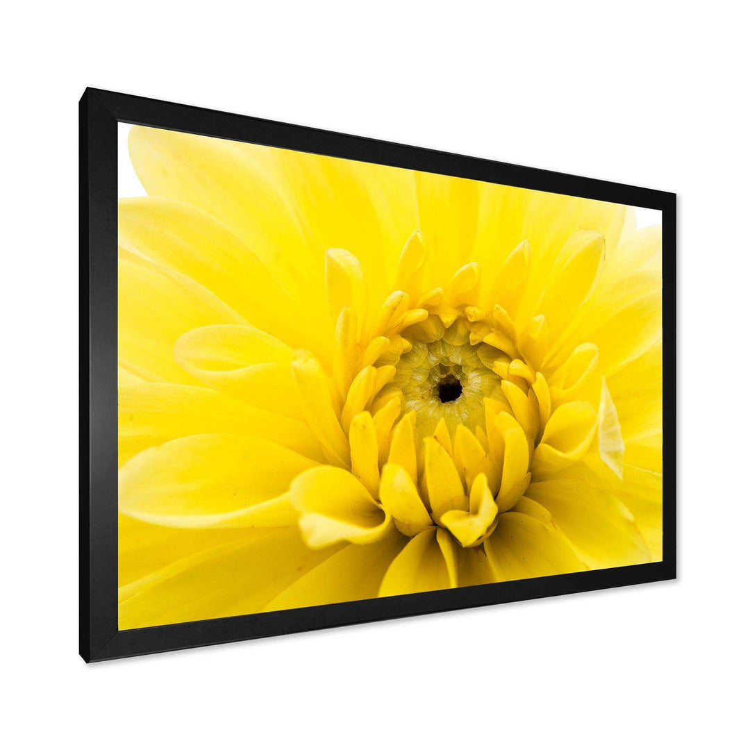 Yellow Chrysanthemum Gold Flower