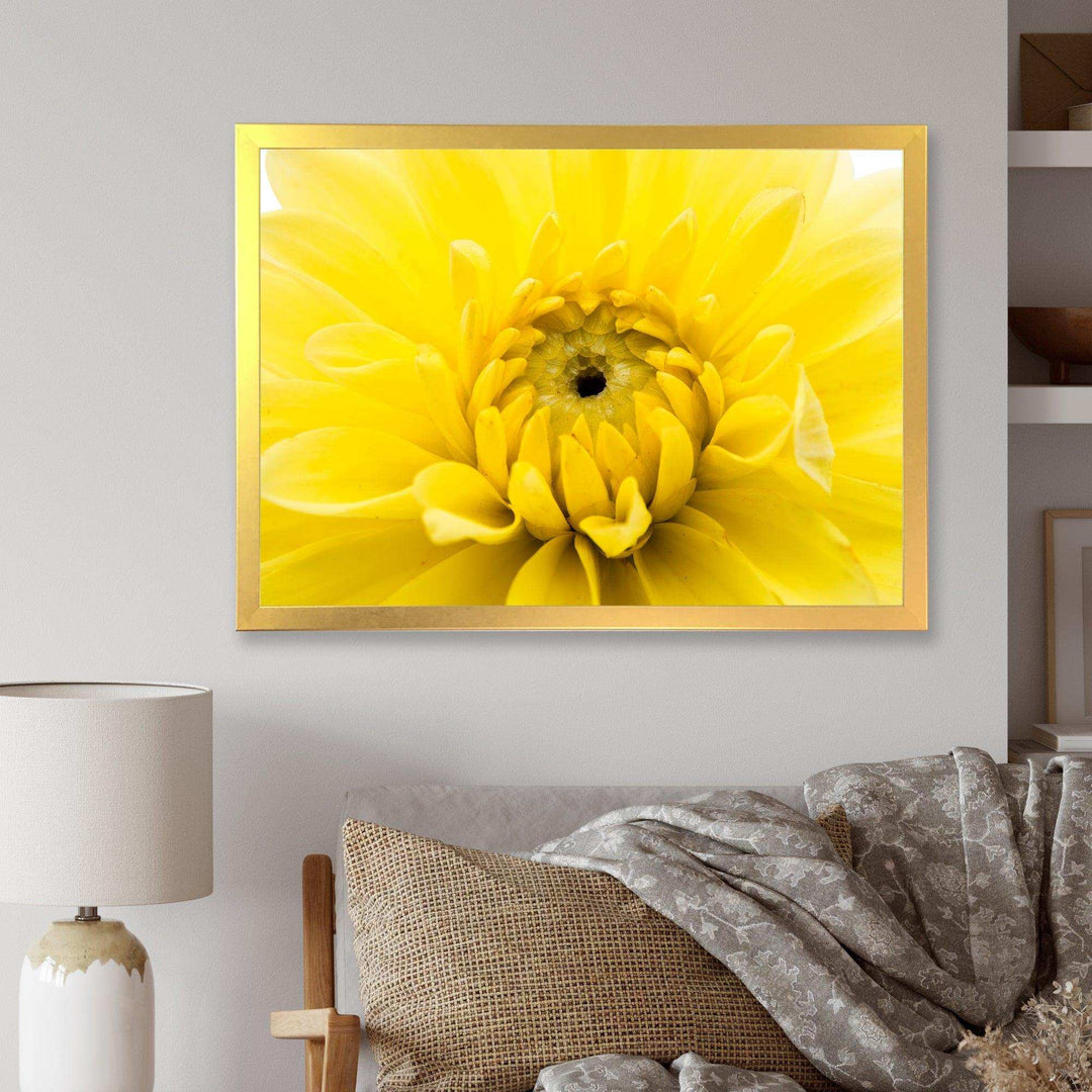 Yellow Chrysanthemum Gold Flower