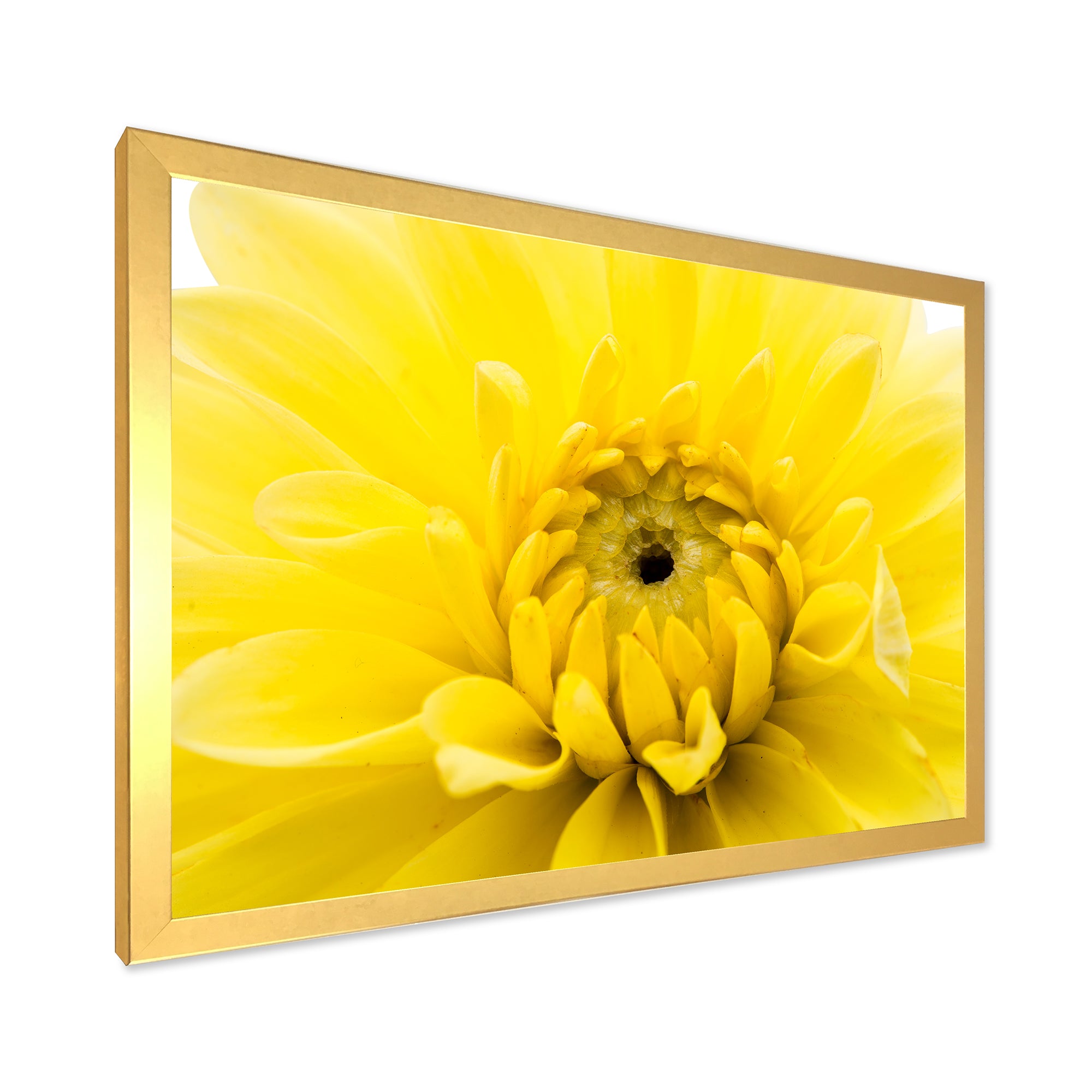 Yellow Chrysanthemum Gold Flower