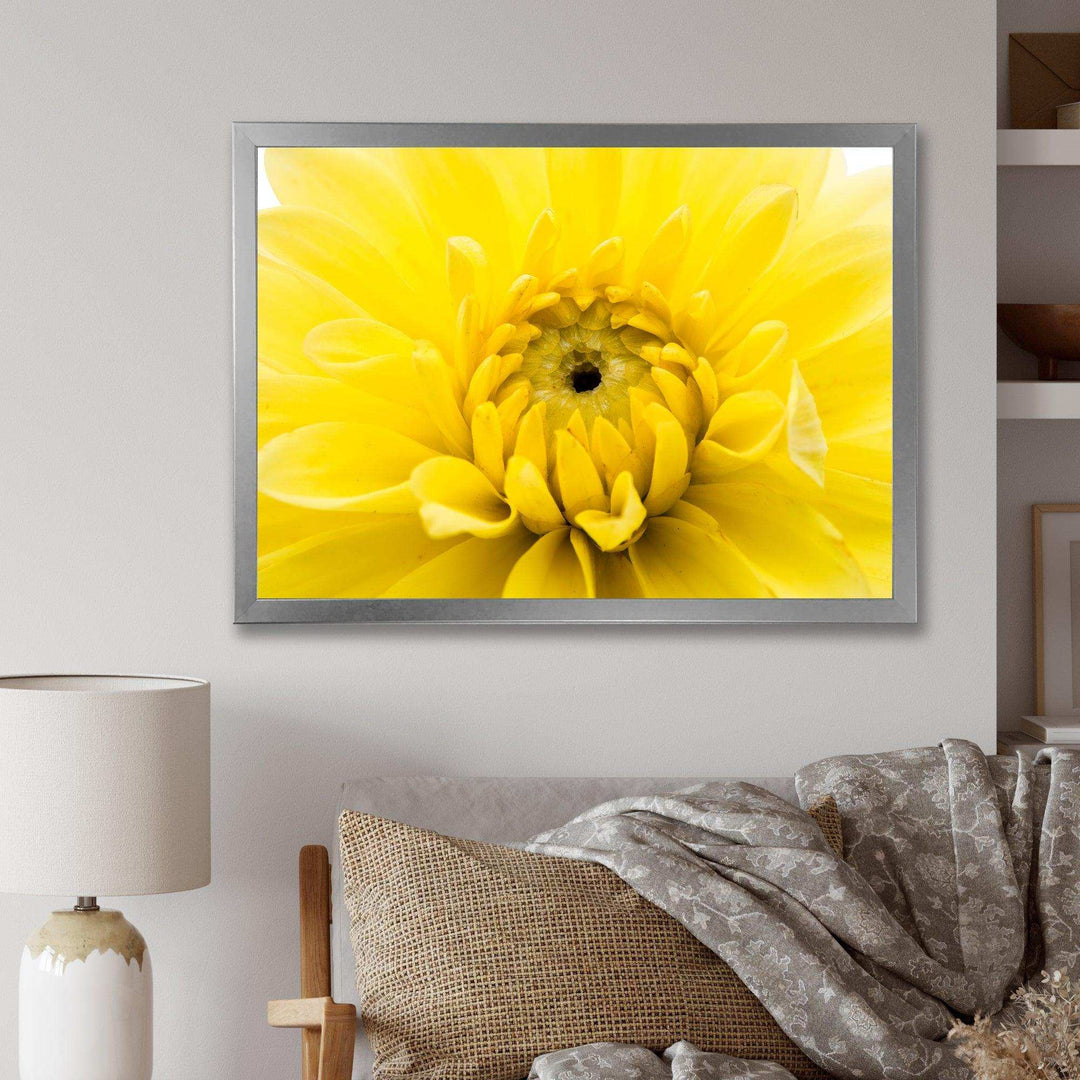 Yellow Chrysanthemum Gold Flower