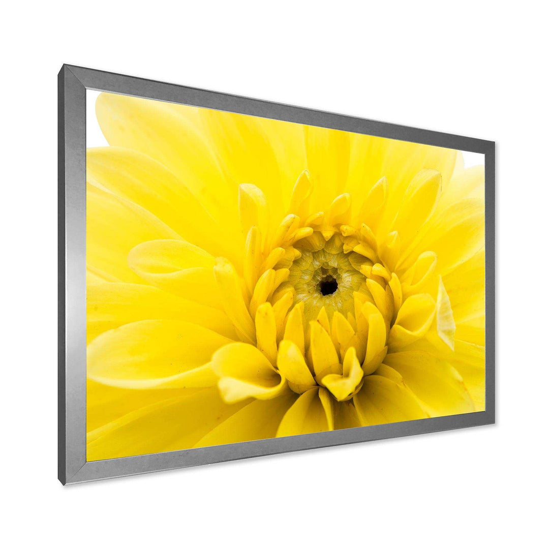 Yellow Chrysanthemum Gold Flower