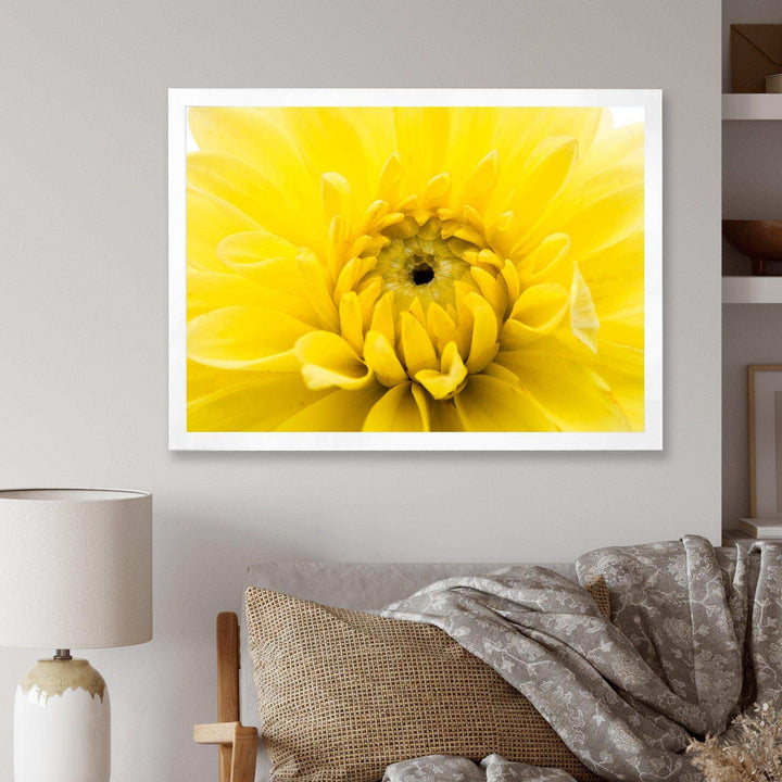 Yellow Chrysanthemum Gold Flower