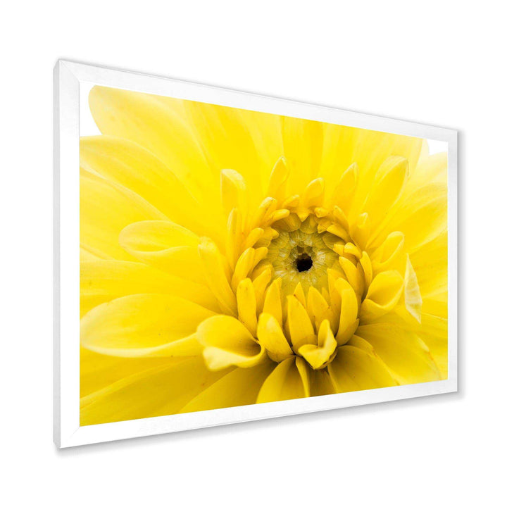 Yellow Chrysanthemum Gold Flower