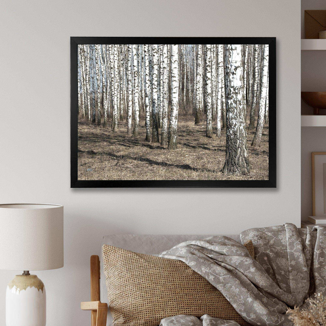 Beautiful Dense Birch Forest View