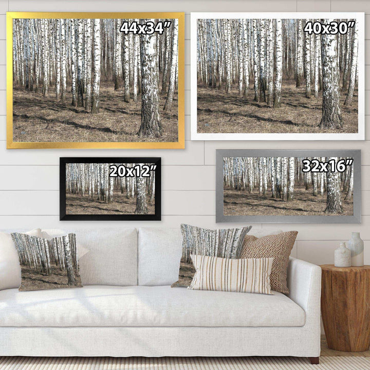 Beautiful Dense Birch Forest View