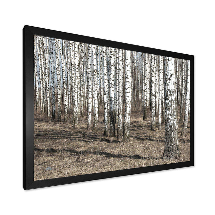 Beautiful Dense Birch Forest View