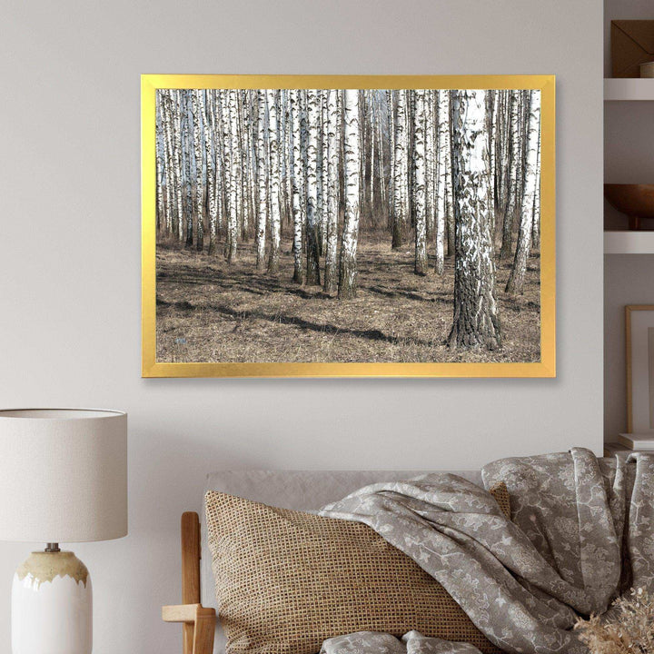 Beautiful Dense Birch Forest View