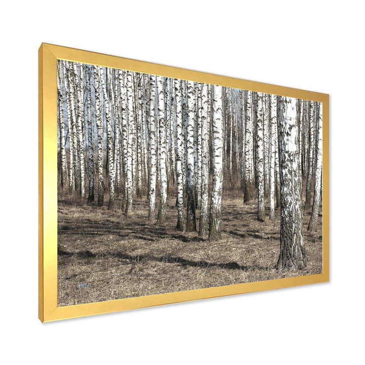 Beautiful Dense Birch Forest View