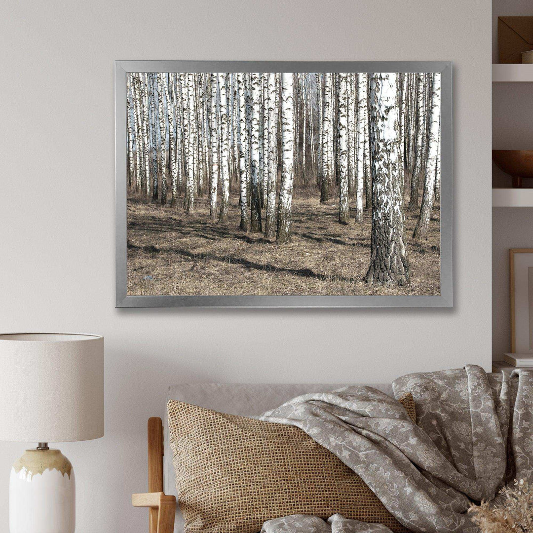 Beautiful Dense Birch Forest View