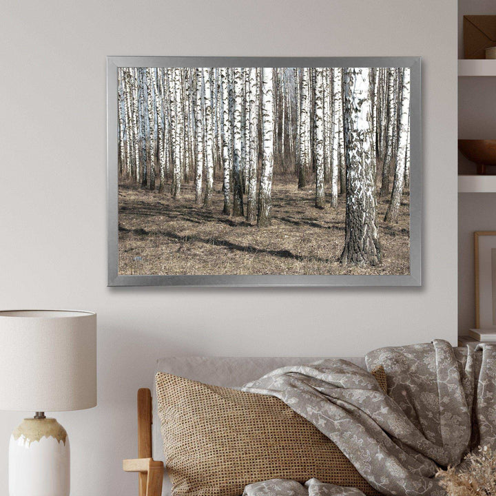 Beautiful Dense Birch Forest View