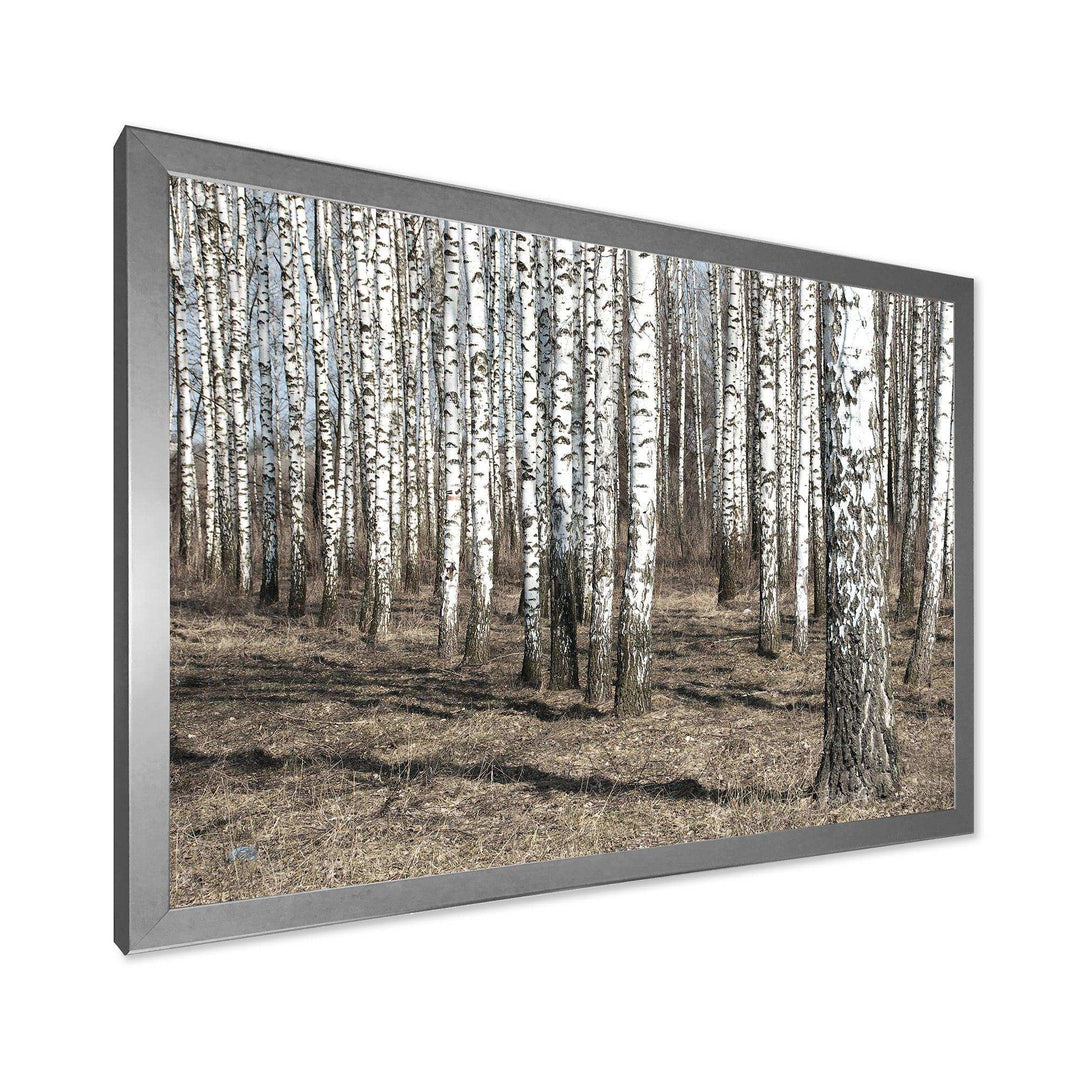 Beautiful Dense Birch Forest View
