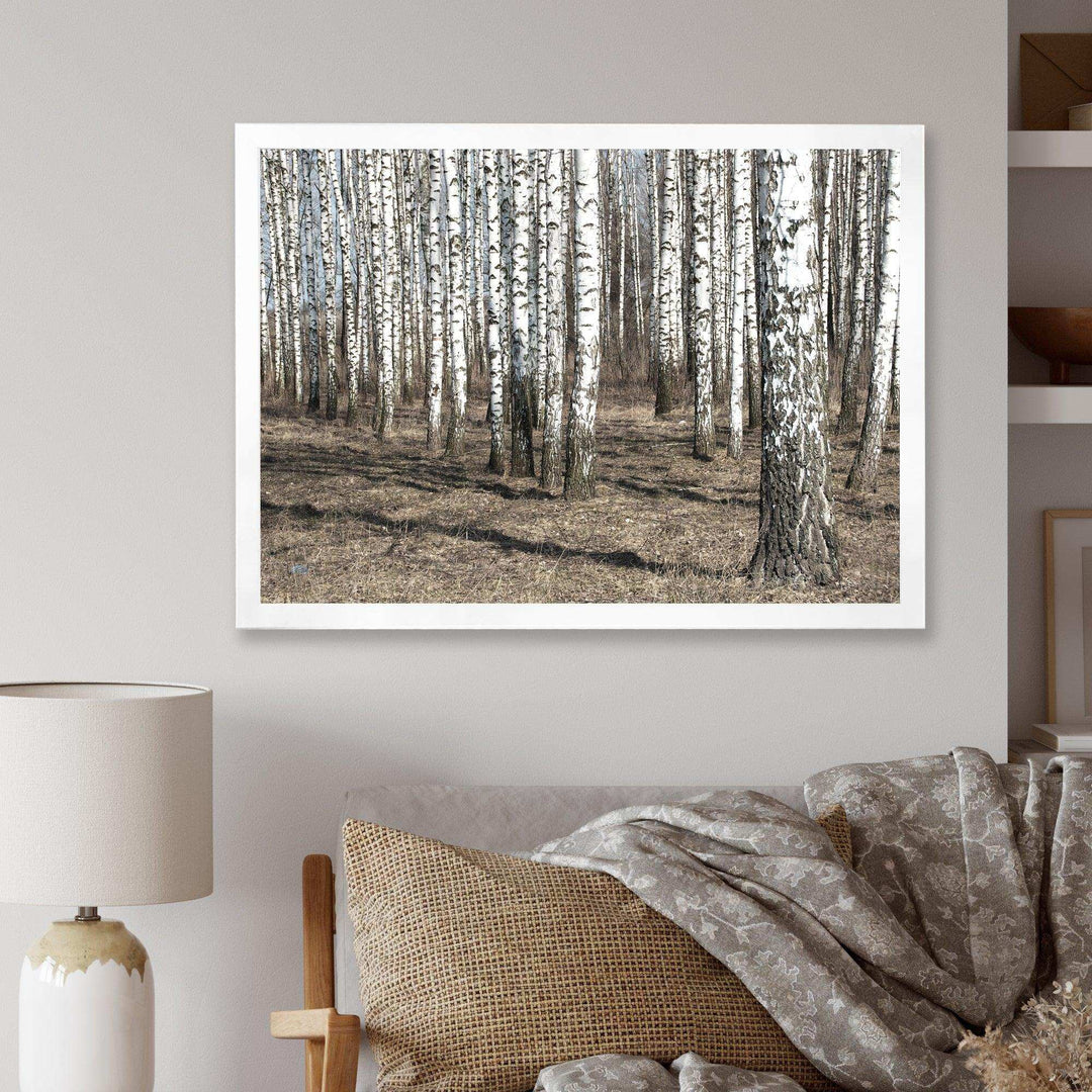 Beautiful Dense Birch Forest View