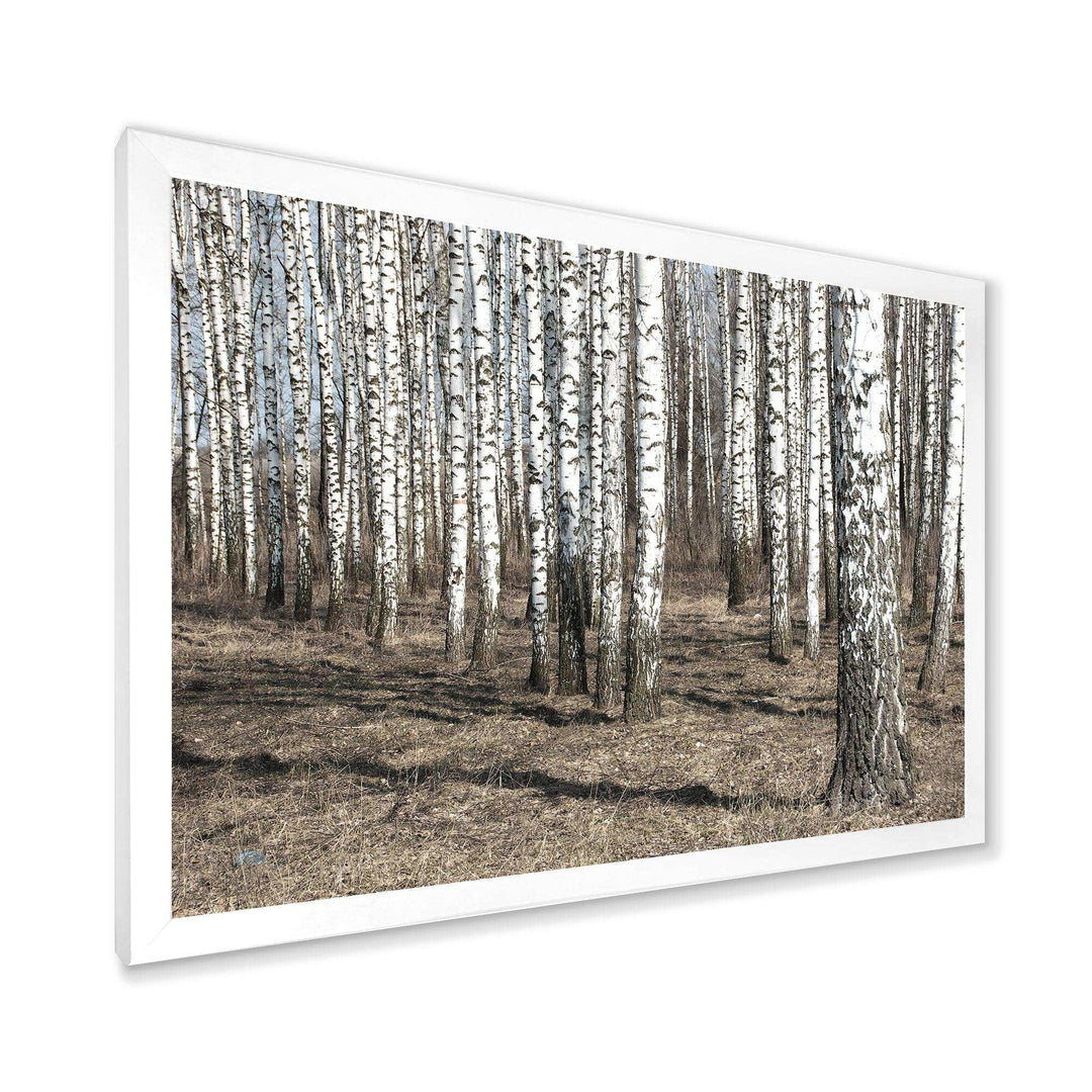Beautiful Dense Birch Forest View