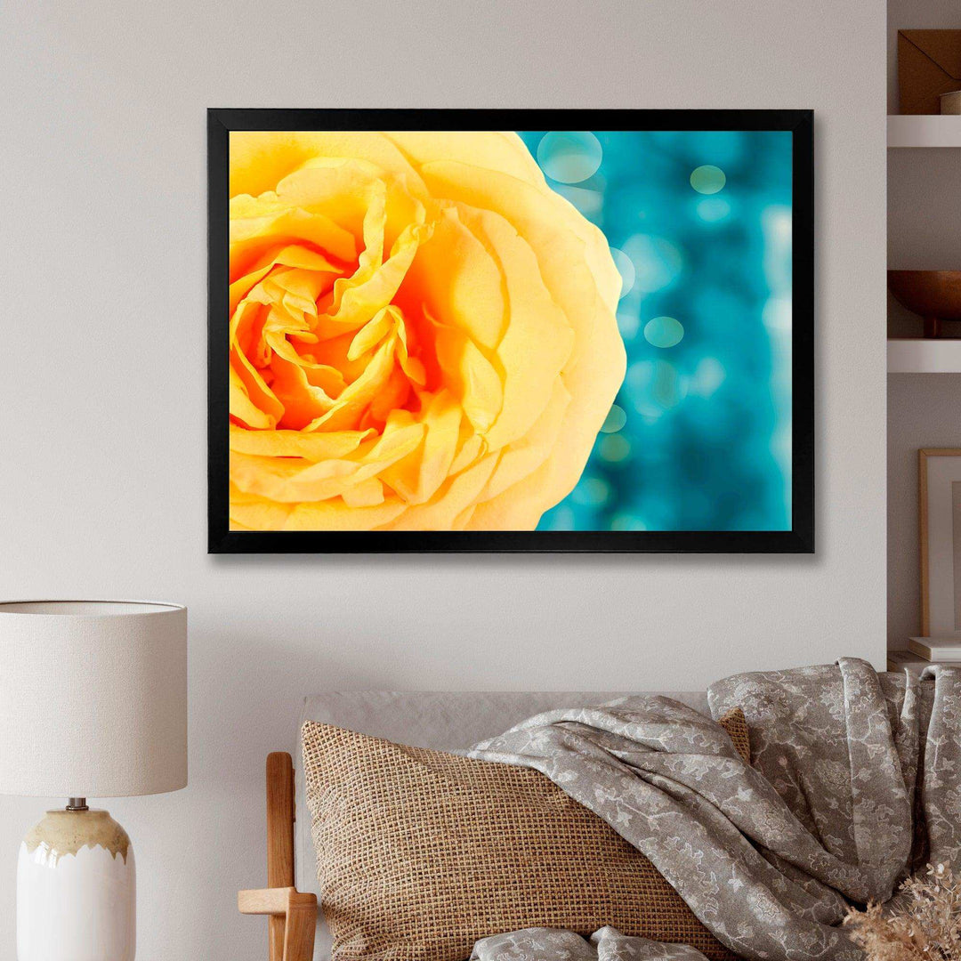 Rose Flower with Lit up Background