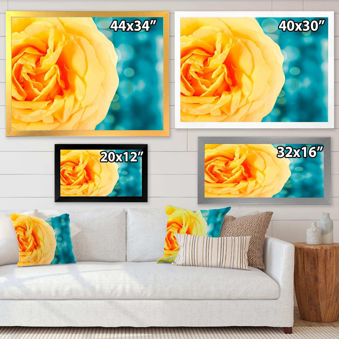 Rose Flower with Lit up Background
