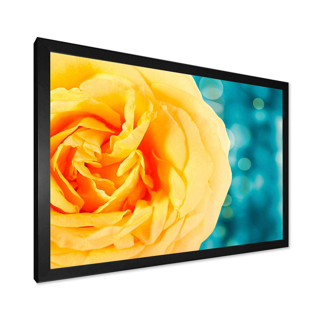 Rose Flower with Lit up Background
