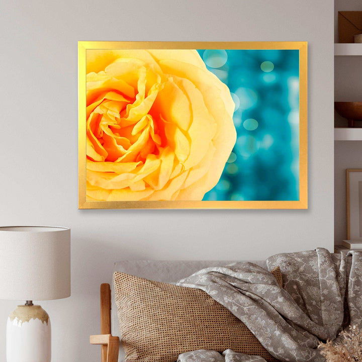 Rose Flower with Lit up Background