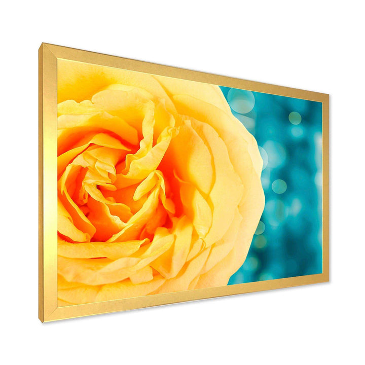Rose Flower with Lit up Background