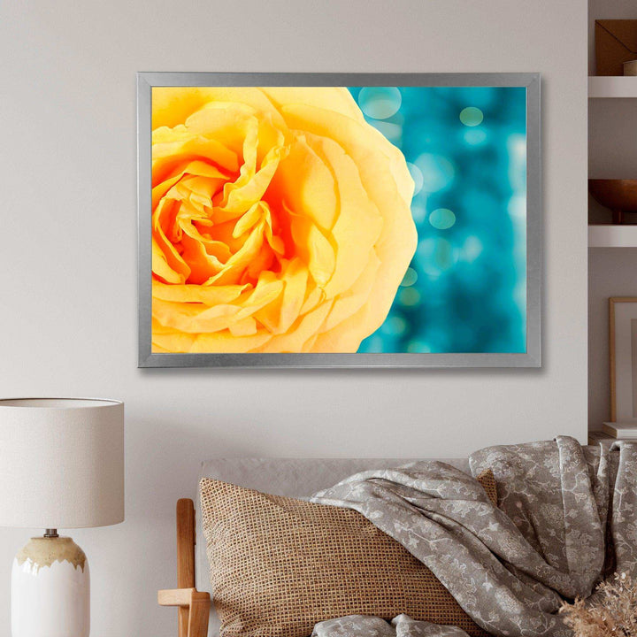 Rose Flower with Lit up Background