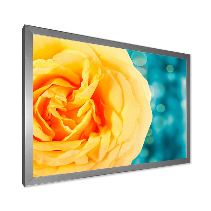 Rose Flower with Lit up Background