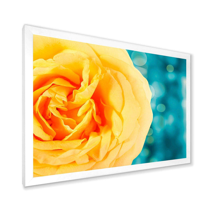 Rose Flower with Lit up Background