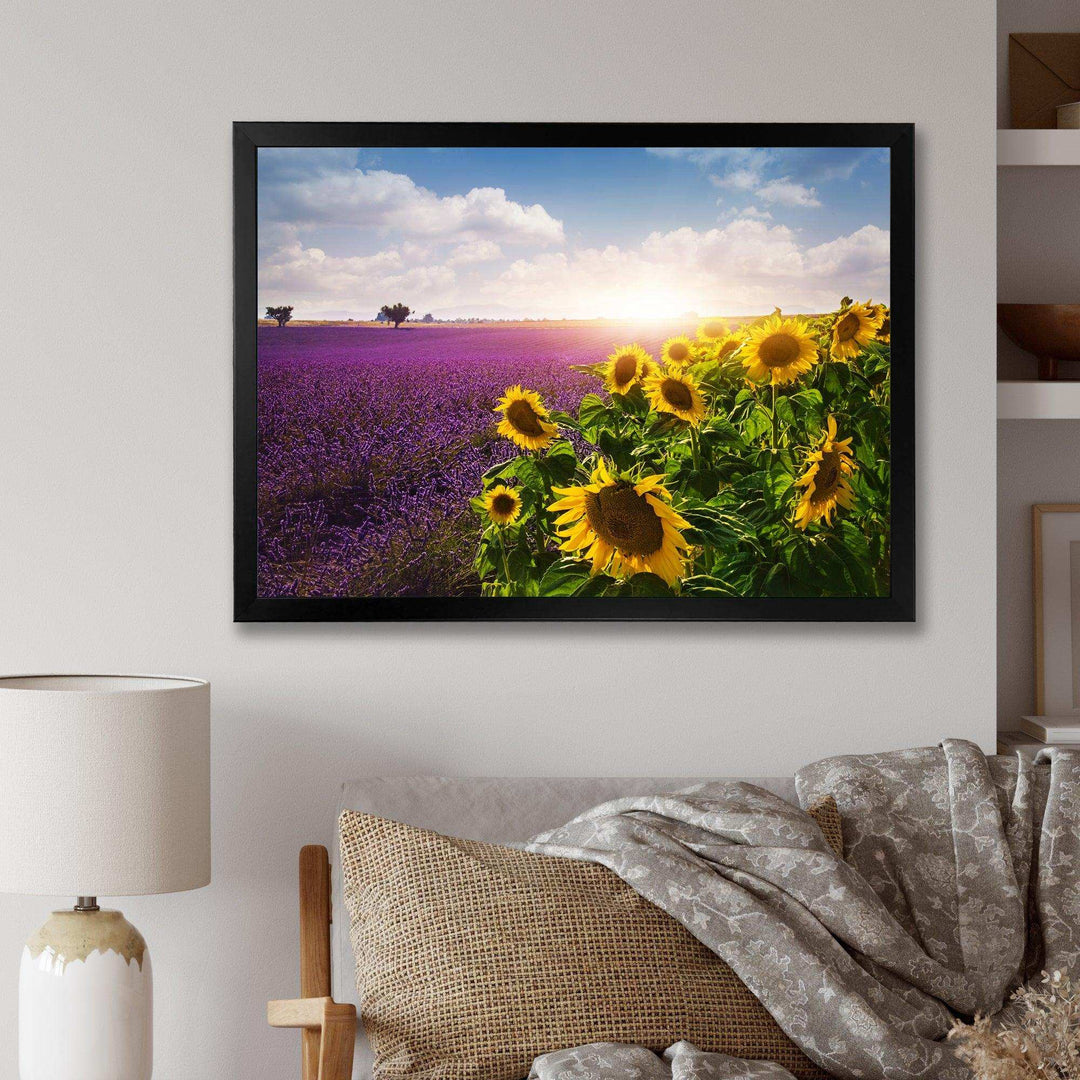 Lavender and Sunflower Fields