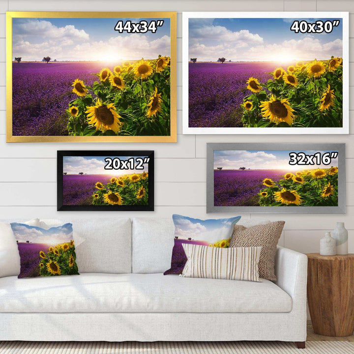 Lavender and Sunflower Fields