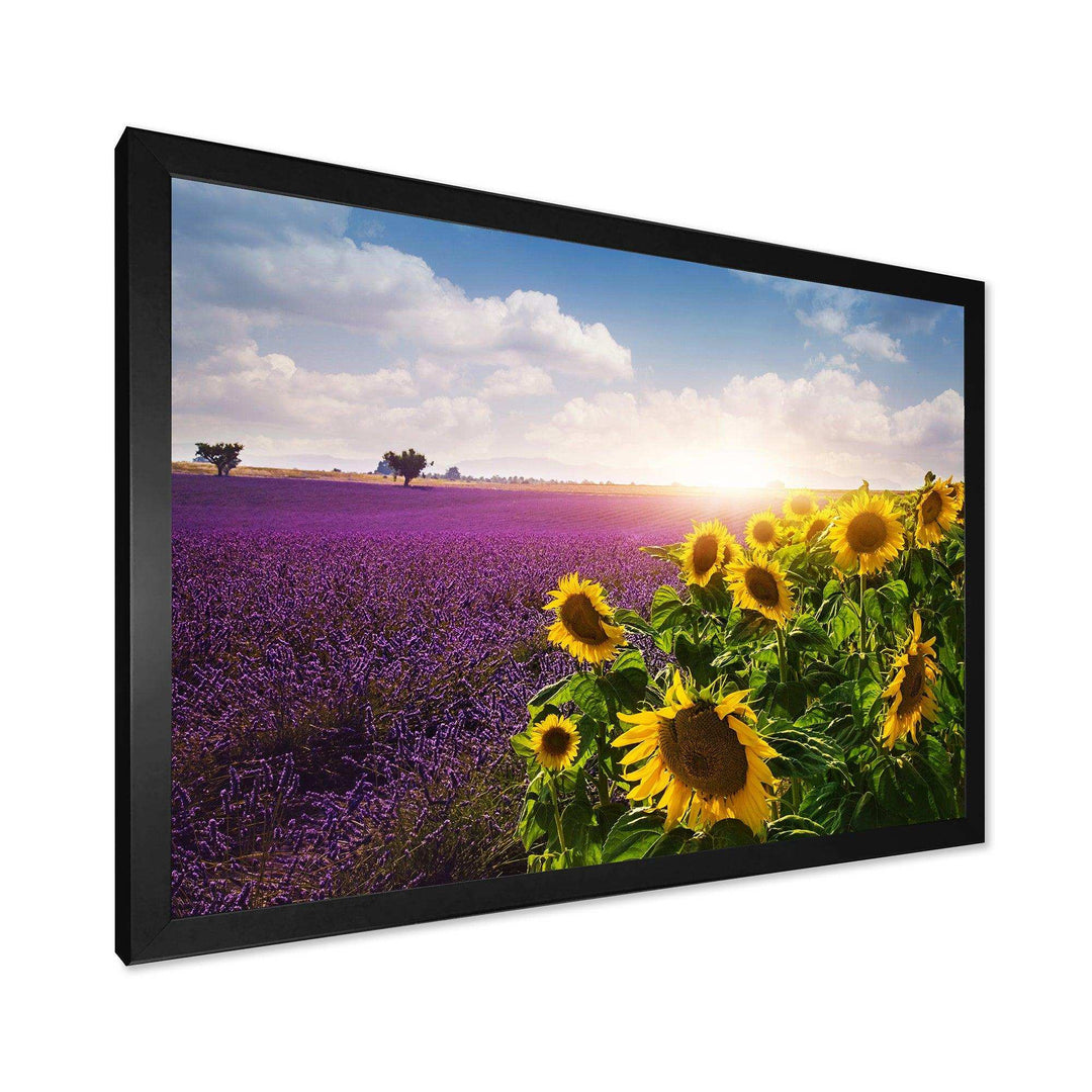 Lavender and Sunflower Fields