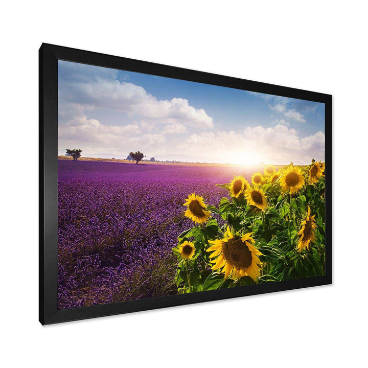 Lavender and Sunflower Fields
